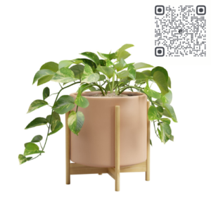 Money Plant Home Decor